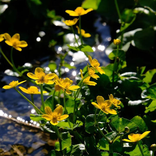 Caltha palustris  - Marsh Marigold