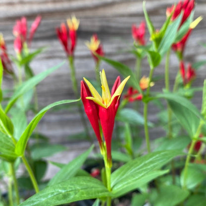 Spigelia marilandica 'Little Redhead  - Little Redhead Indian Pink