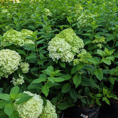 Hydrangea paniculata 'Limelight'  - Proven Winners® Limelight® Hydrangea