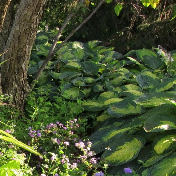 Hosta x 'Paul's Glory'  - Paul's Glory Hosta