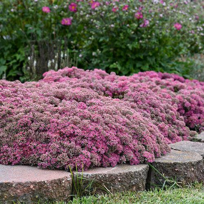 Sedum ‘Popstar’  - Rock 'N Round™ Popstar Stonecrop