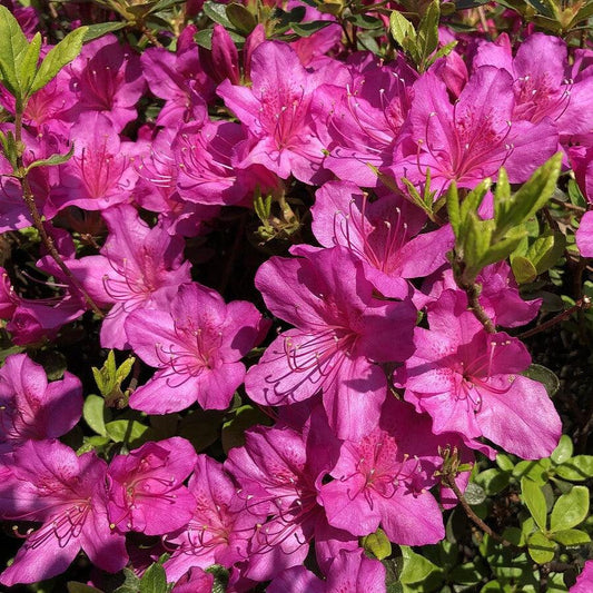Azalea x 'Girard's Fuchsia'  - Girard's Fuchsia Azalea