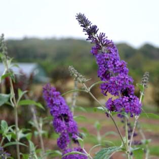 Buddleia davidii 'PIIBD-III' PP26,306  - First Editions® Psychedelic Sky™ Butterfly Bush