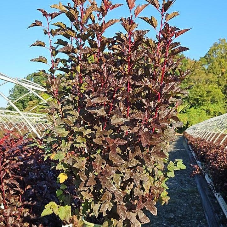 Physocarpus opulifolius 'SMPOCG'  - Chroma Chameleon™ Ninebark