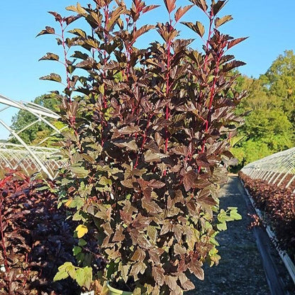 Physocarpus opulifolius 'SMPOCG'  - Chroma Chameleon™ Ninebark