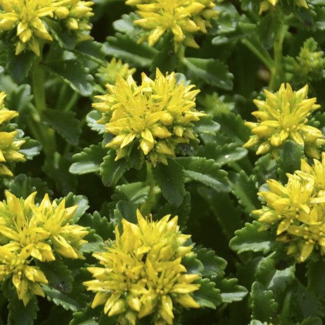 Sedum kamtschaticum 'Little Miss Sunshine'  - Little Miss Sunshine Stonecrop