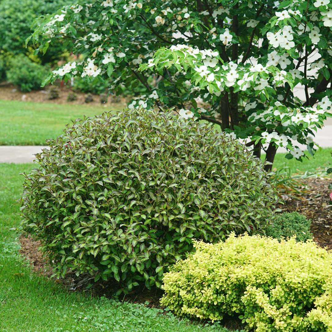 Weigela florida 'SMNWFBGV' PP34,297  - PW® Vinho Verde® Weigela