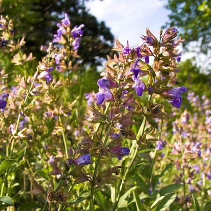 Salvia officinalis  - Common Sage