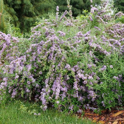 Buddleia alternifolia 'Mop Top’  - Mop Top™ Fountain Butterfly Bush
