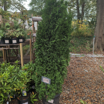 Thuja occidentalis 'Smaragd'  - Emerald Green Arborvitae