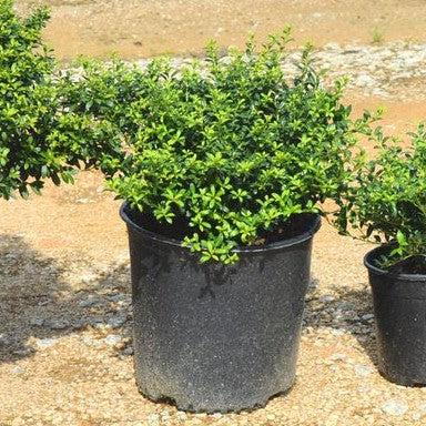 Ilex crenata 'Soft-Touch'  - Soft Touch Japanese Holly