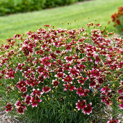 Coreopsis verticillata 'Heartstrings'  - Designer Threads™ Heartstrings Coreopsis