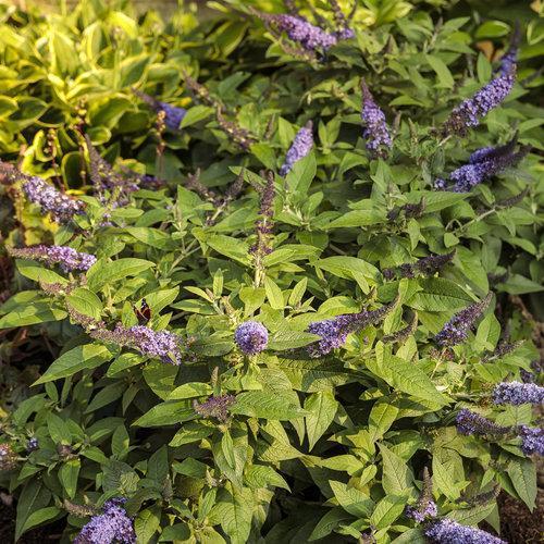 Buddleia davidii 'SMNBDBT' PP#28,794  - Pugster Blue® Dwarf Butterfly Bush
