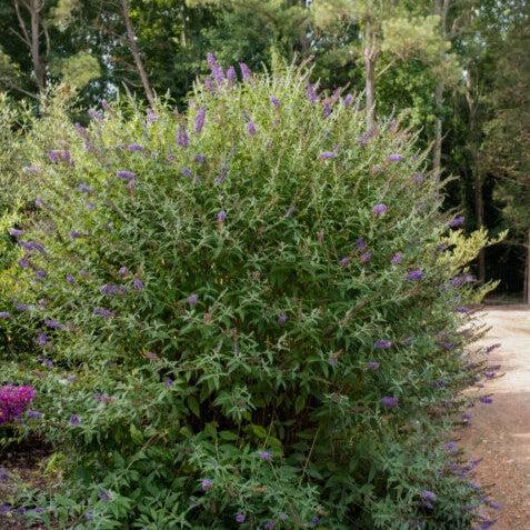Buddleia davidii 'PIIBD-III' PP26,306  - First Editions® Psychedelic Sky™ Butterfly Bush