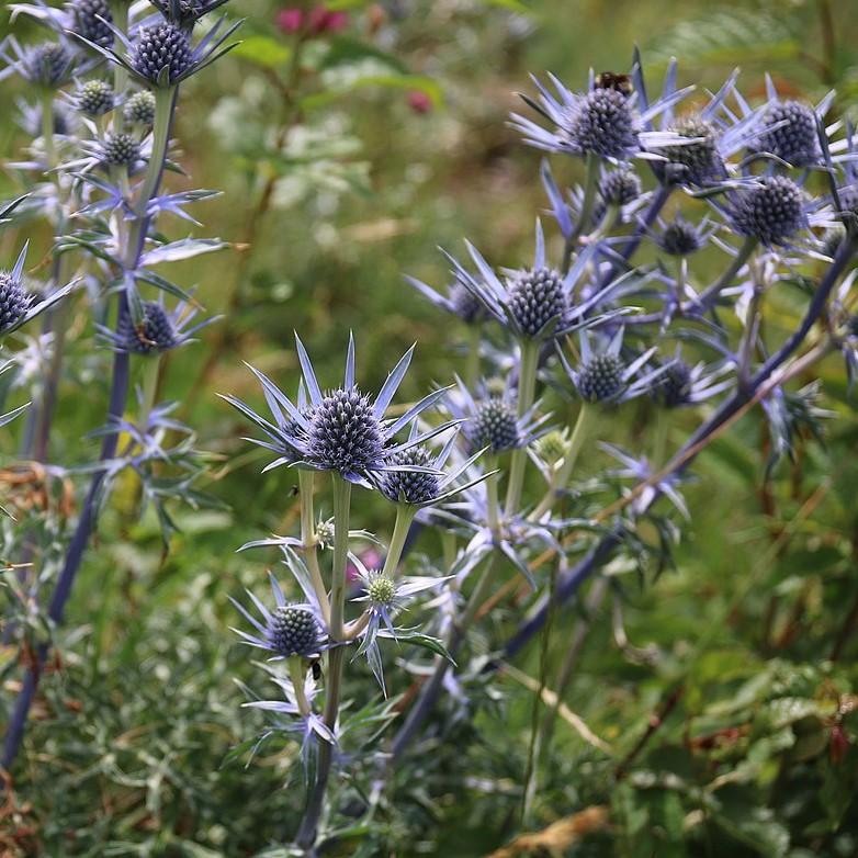 Eryngium planum 'Blue Hobbit'  - Blue Hobbit Sea Holly