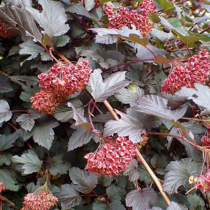 Physocarpus opulifolius 'Monlo'  - Diablo® Ninebark