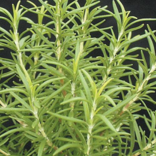 Rosmarinus officinalis 'Barbeque'  - Barbeque Rosemary