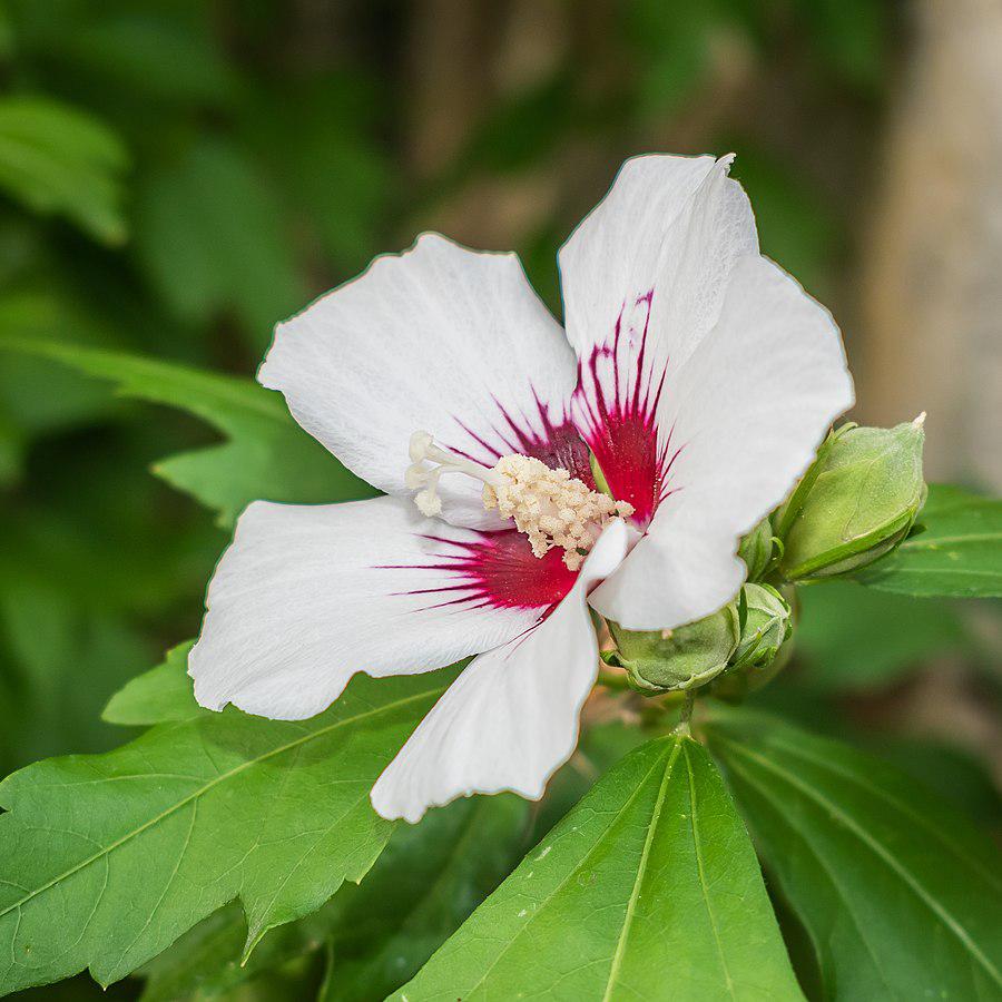 Hibiscus syriacus 'Red Heart'  - Red Heart Hibiscus