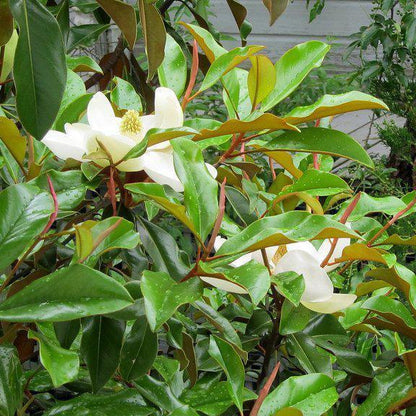 Magnolia grandiflora 'Bracken's Brown Beauty'  - Bracken's Brown Beauty Southern Magnolia