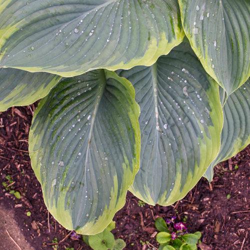 Hosta 'Wu-La-La' PP31,309  - PW® Shadowland® Wu-La-La Hosta