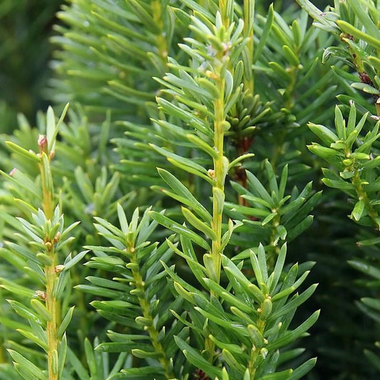 Taxus × media 'Hicksii'  - Hick's Yew