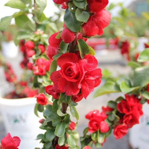 Chaenomeles speciosa 'Scarlet Storm' USPP 20,951  - PW® Double Take™ Scarlet Flowering Quince