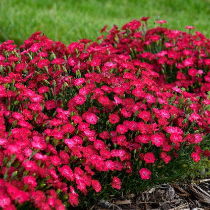 Dianthus 'Paint the Town Red'  - Paint the Town Red Dianthus