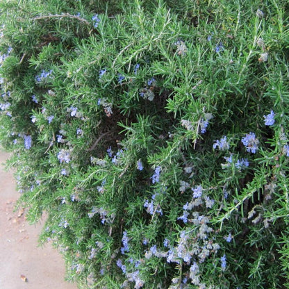 Rosmarinus officinalis 'Prostratus'  - Creeping Rosemary