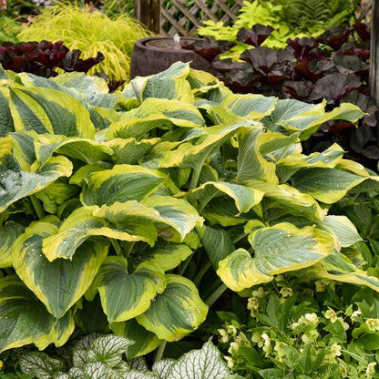 Hosta 'Seducer' 22,413  - PW® Shadowland® Seducer Hosta