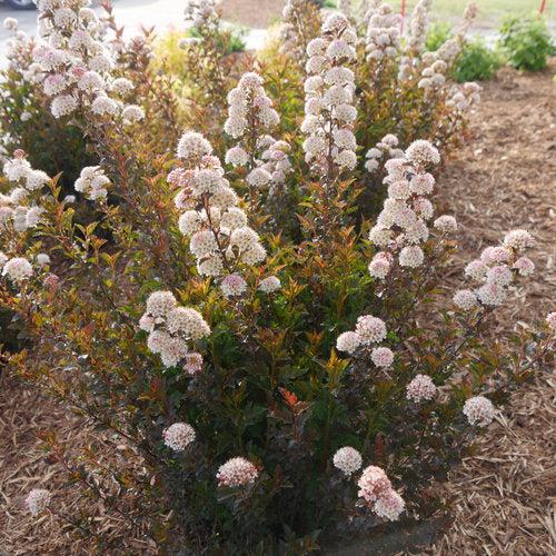 Physocarpus opulifolius 'SMNPOTW'  - Tiny Wine® Ninebark