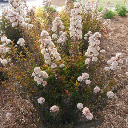 Physocarpus opulifolius 'SMNPOTW'  - Tiny Wine® Ninebark