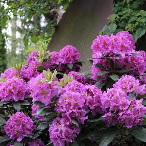 Rhododendron x 'Dandy Man Purple'  - Dandy Man® Purple Rhododendron