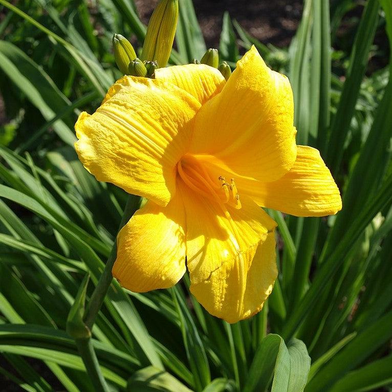 Hemerocallis 'Buttered Popcorn'  - Buttered Popcorn Daylily
