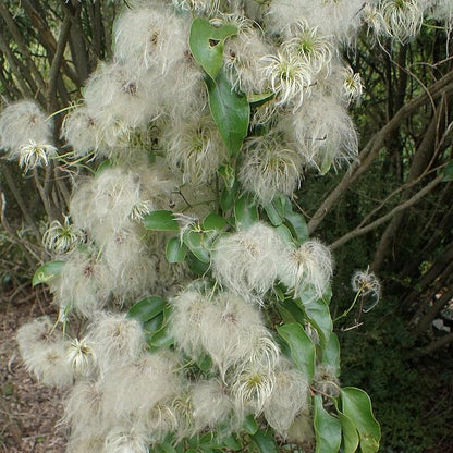 Clematis paniculata  - Autumn Clematis