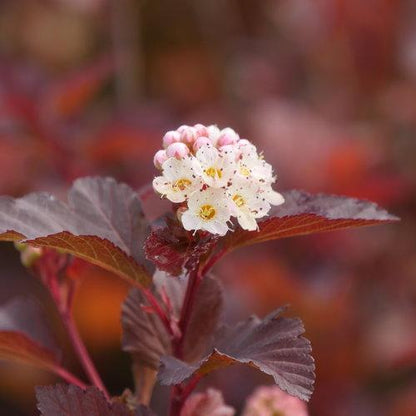 Physocarpus opulifolius 'SMNPOBLR' USPP 28,695  - Ginger Wine™ Ninebark