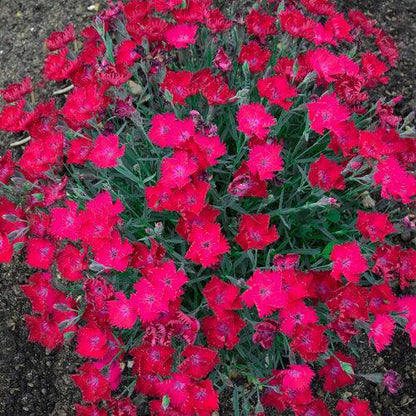 Dianthus 'Paint the Town Magenta'  - Paint the Town Magenta Dianthus