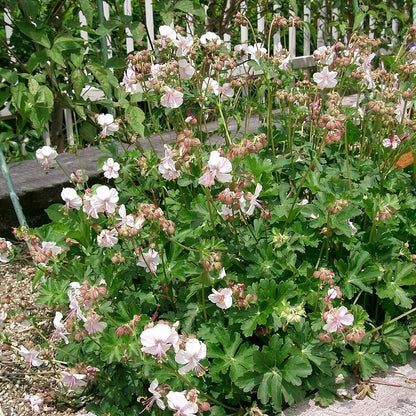 Geranium x cantabrigiense 'Biokovo'  - Biokovo Cranesbill