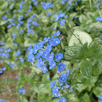 Brunnera macrophylla 'Sea Heart'  - Sea Heart Siberian Bugloss