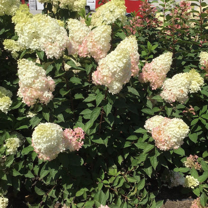 Hydrangea paniculata 'Bokomarus'  - Magical® Ruby Snow Hydrangea