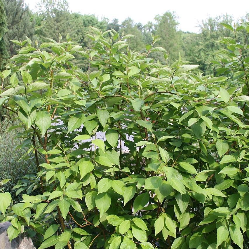 Cornus sericea 'Baileyi'  - Bailey Red Twig Dogwood