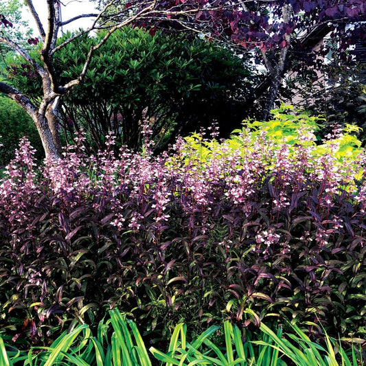 Penstemon 'Dark Towers'  - Dark Towers Beardtongue