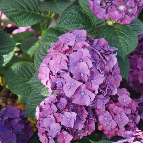 Hydrangea macrophylla 'SMNHMP' USPP 32,514  - Let's Dance® Big Band® Hydrangea