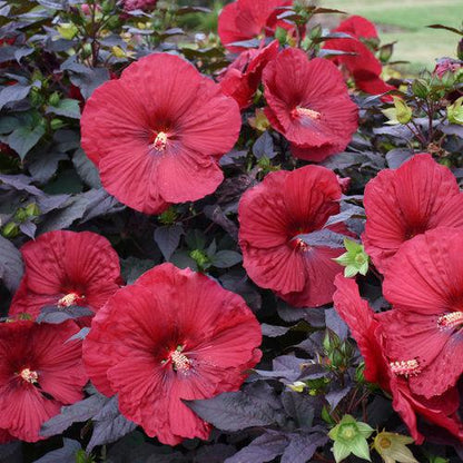 Hibiscus 'Holy Grail'  - Summerific® Holy Grail Hibiscus