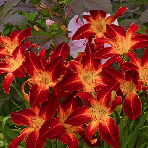 Hemerocallis 'Ruby Spider'  - Rainbow Rhythm® Ruby Spider Daylily
