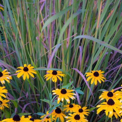 Schizachyrium scoparium 'Twilight Zone' PP27432  - Twilight Zone Little Bluestem