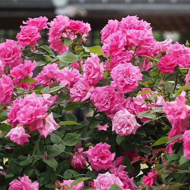 Rosa 'Zéphirine Drouhin'  - Zéphirine Drouhin Rose