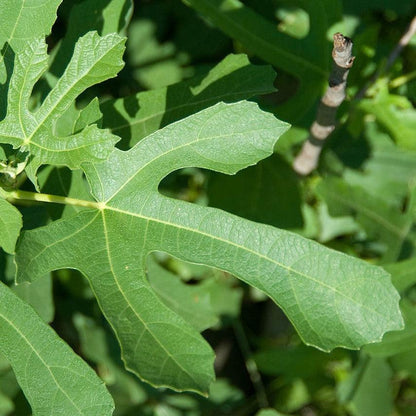 Ficus carica 'Majoam'  - 'Little Miss Figgy' Fig