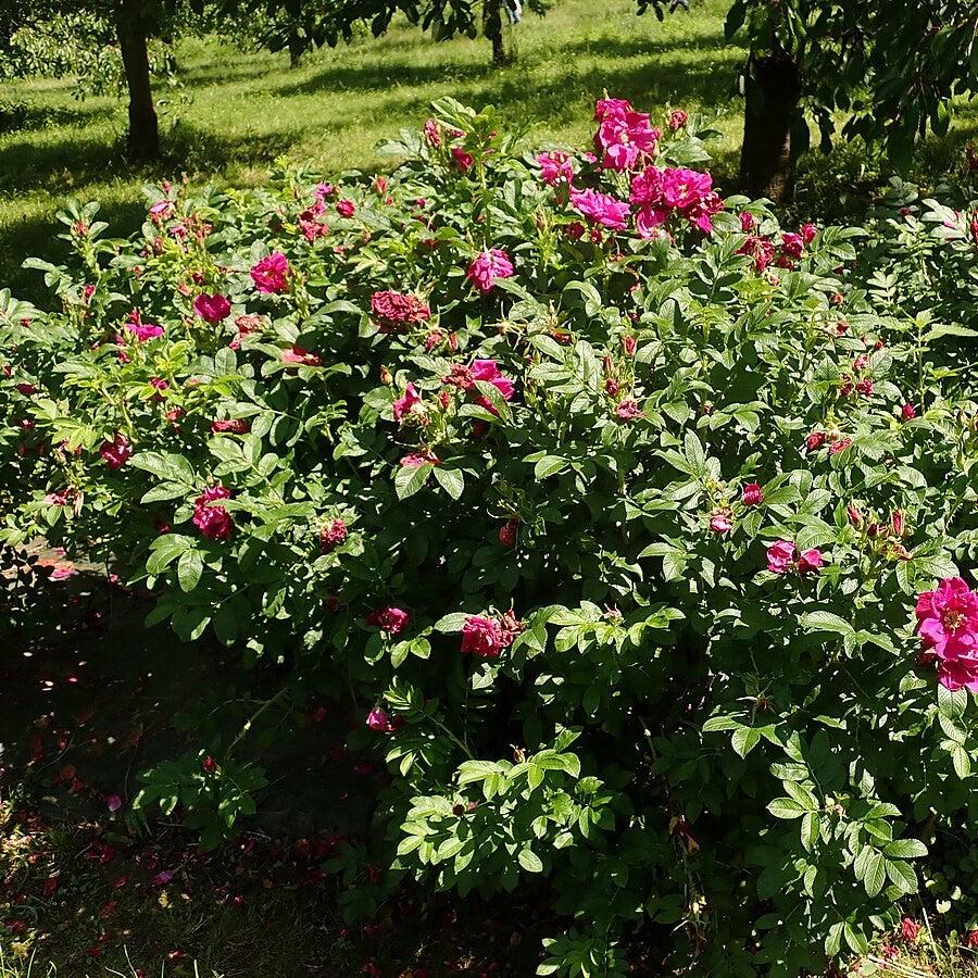 Rosa rugosa 'Purple Pavement'  - Purple Pavement Rugosa Rose