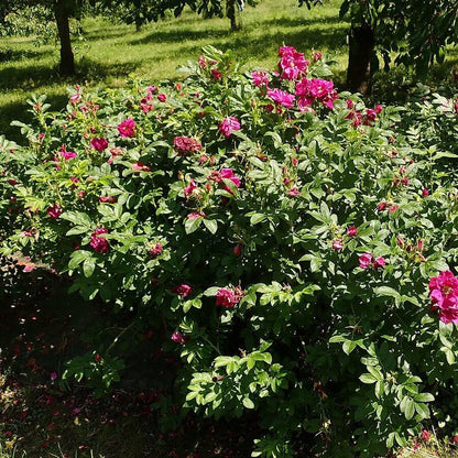 Rosa rugosa 'Purple Pavement'  - Purple Pavement Rugosa Rose