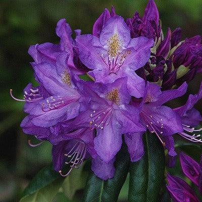 Rhododendron x 'Lee's Dark Purple'  - Lee's Dark Purple Rhododendron